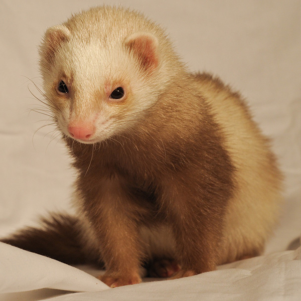 Centro Veterinario Algodón