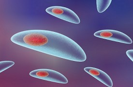 Toxoplasmosis y Embarazo Toxoplasmosis y Embarazo