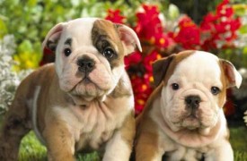 La llegada de un cachorro a casa La llegada de un cachorro a casa