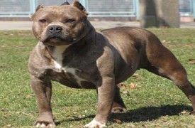 Perros Potencialmente Peligrosos Perros Potencialmente Peligrosos