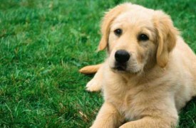 Castración Castración